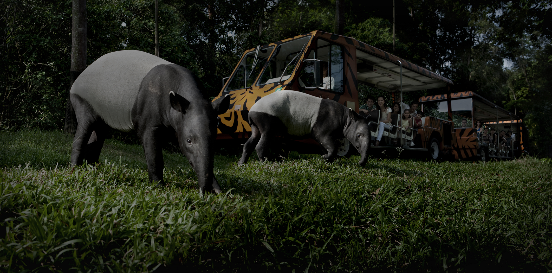 トラムに乗って夜の動物見学へ出発！